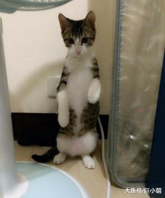 好奇猫咪的爬行方式，谨慎注视匍匐前进，瞳孔逐渐放大萌死主人