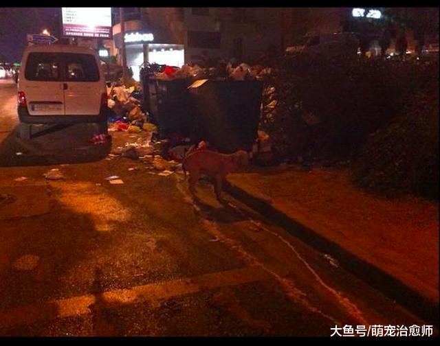 在战争中吃垃圾生存的狗，不仅患有严重皮肤病，还被士兵拿枪追杀