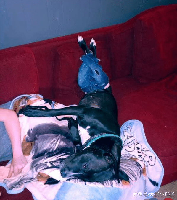 狗狗治疗伤口需要穿裤子，没想到最后爱上了穿裤子，不穿还不习惯