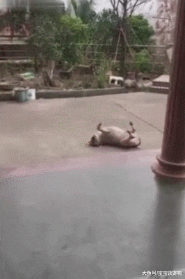 狗狗被扔到外面过夜，早上发现好像冻了，一水桶测真假！