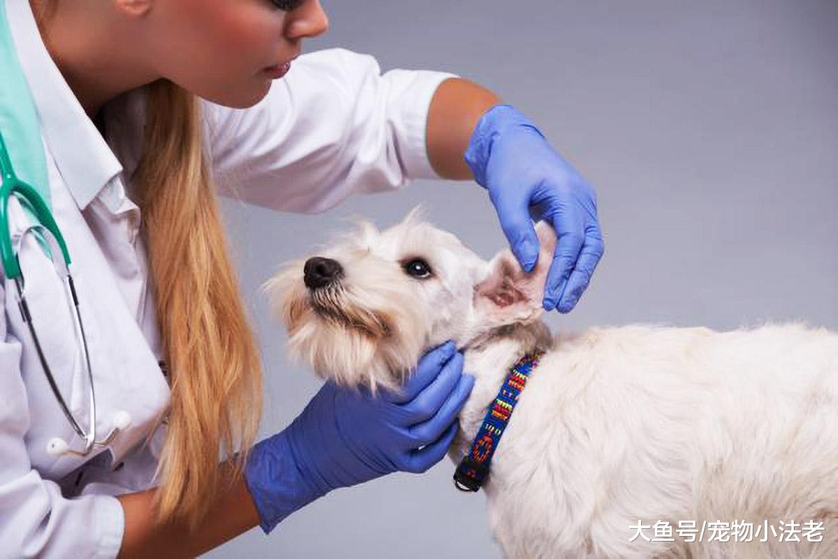 都说养狗后，就不能再养其它狗？按照正规操作，根本不用担心这事