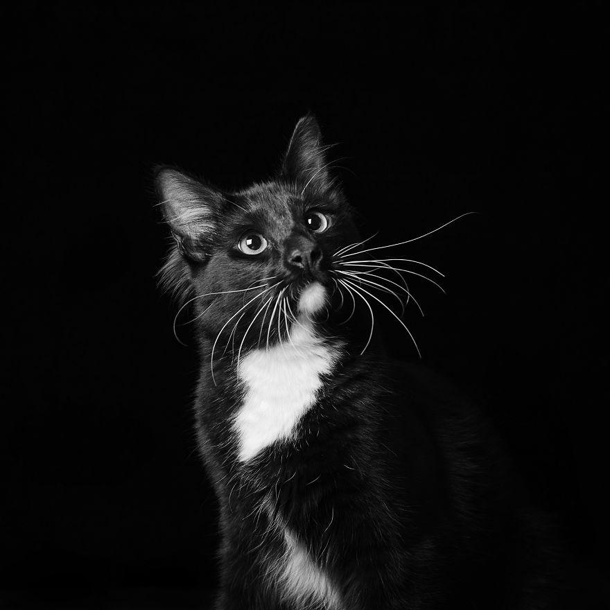 黑猫：凭什么歧视我长得黑！用你粉底液了？