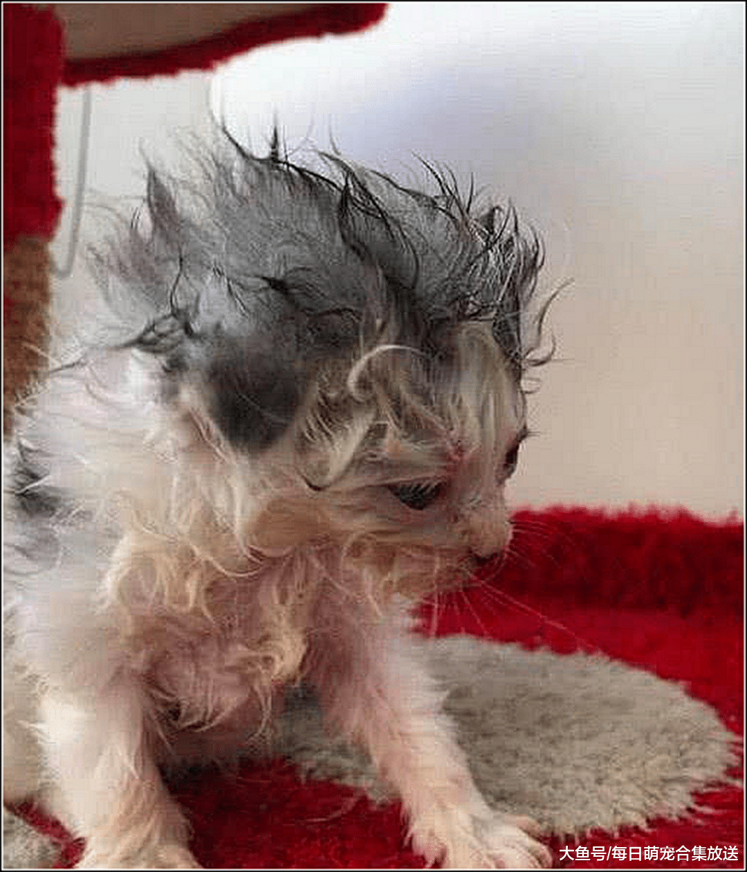 女子给小奶猫喂食，发现它吃相有点奇怪，走近一看差点笑出鼻涕泡