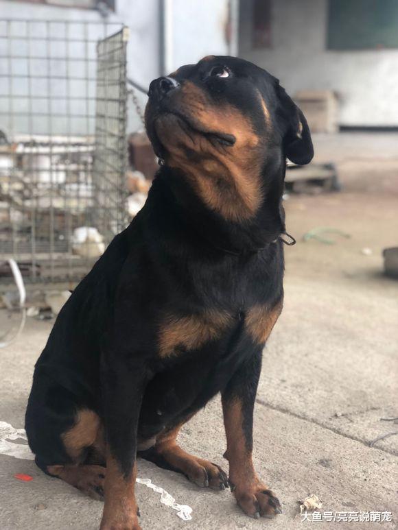 罗威纳不在家看门，结果被主人拴起来了，它还挺不高兴