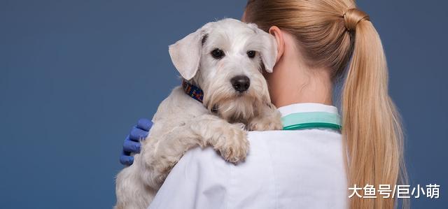 狗狗只有一个肾，和人不一样，患肾病有可能救不回