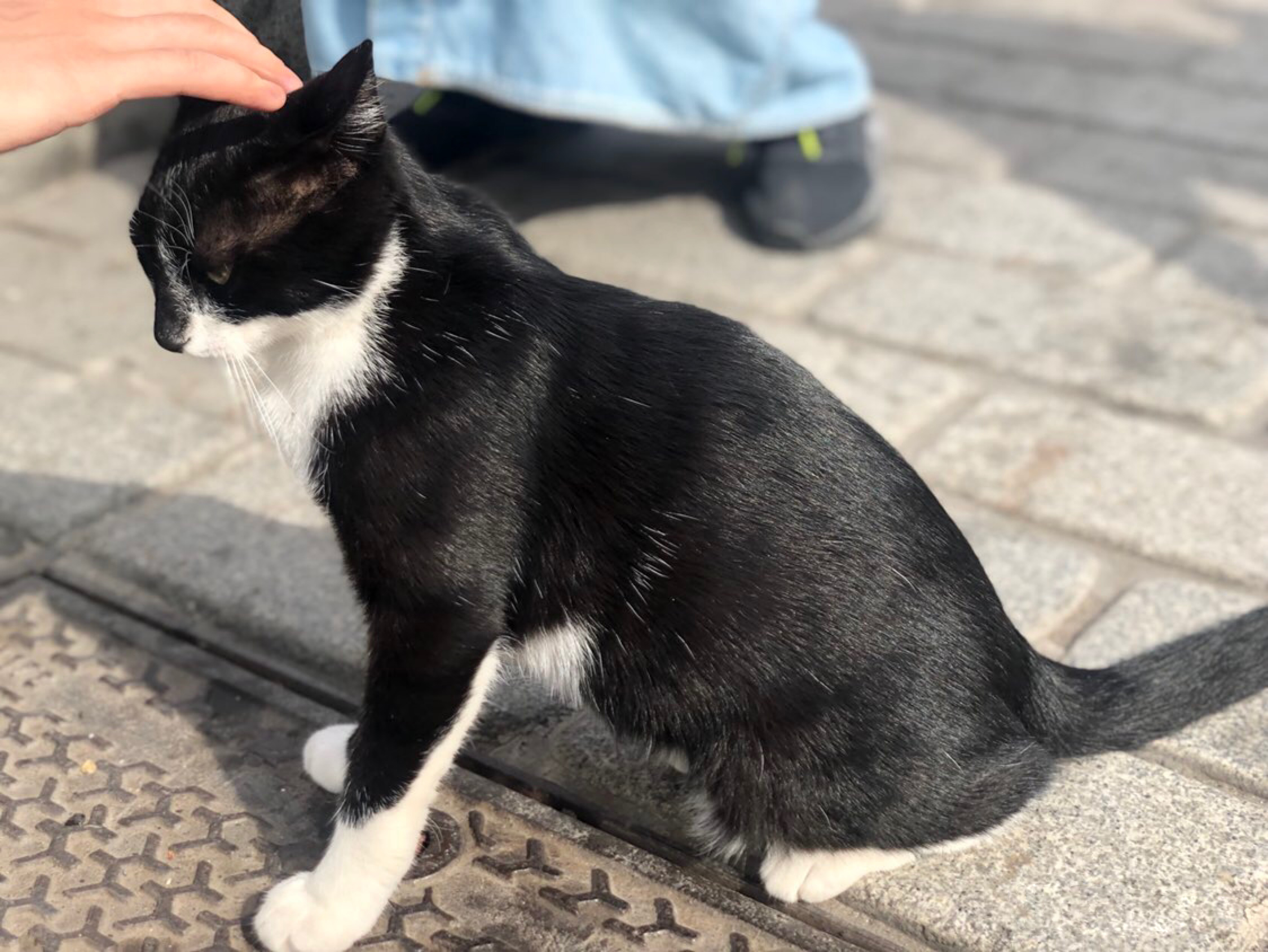 网友随手拍流浪猫，居然拍到一只超凶的讨吃小辣椒！它的动作笑喷