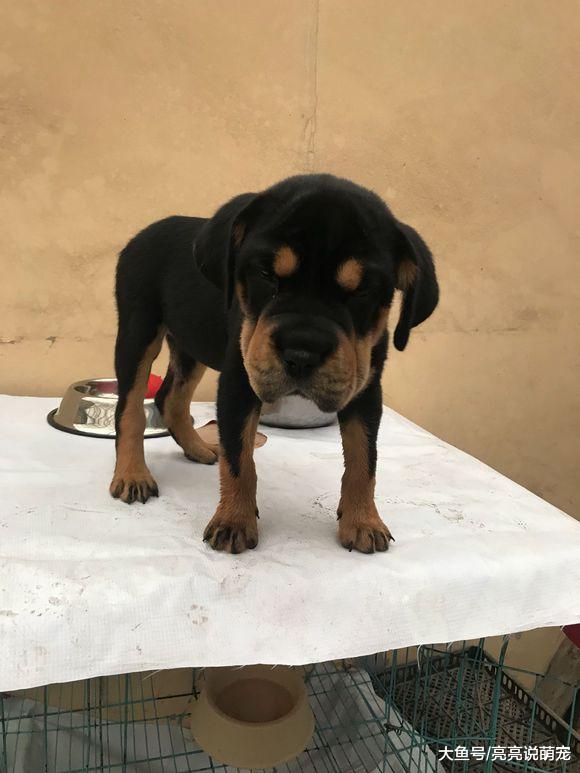 罗威纳因“脸大”被主人嫌弃，关在家里不让它出去玩儿