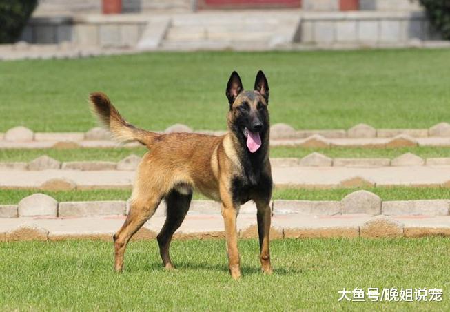 喂養馬犬之前，你得先看看符不符合兩個條件，光有錢還不行