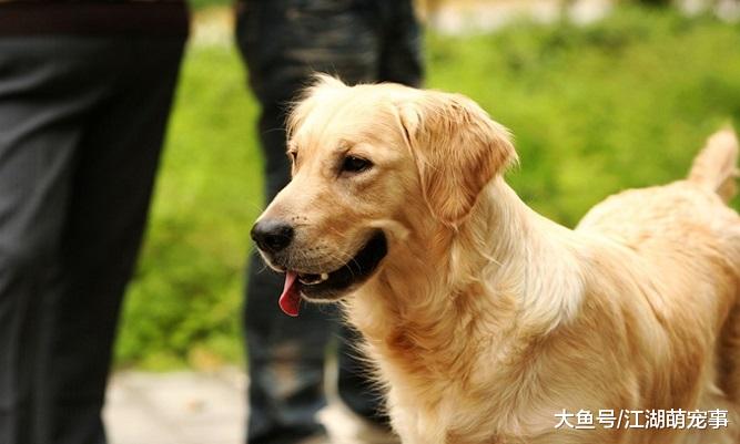 对人友善的5种狗狗，没想到哈士奇也在其中
