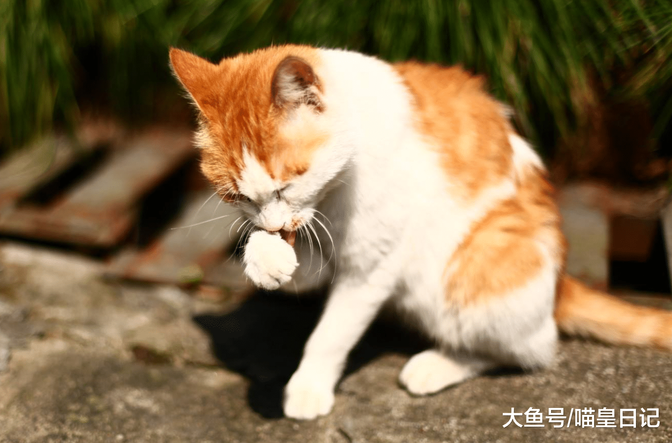 如果你的貓咪有了以下四種表現，很遺憾，它或許已經開始恨你了！