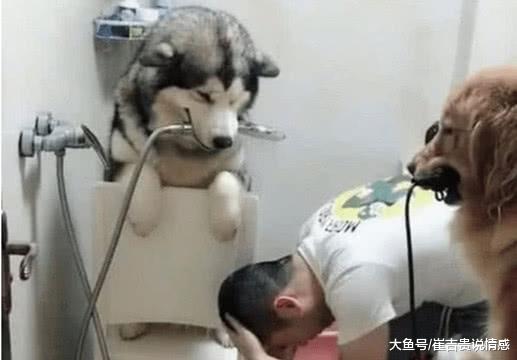 家里花洒坏了，老公让两条爱犬上，狗狗：拿我当你们家保姆了吧！