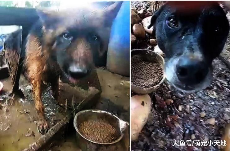 80岁老夫妻见狗就想起过世儿子，2只汪被绑树下淋雨、踩泥水