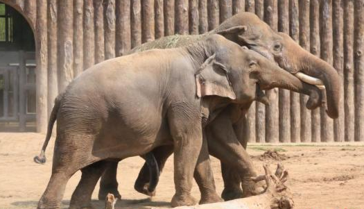 女游客下车上厕所遭野象攻击，被救出已全身多处骨折！