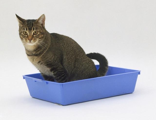 把猫星人独留家中？猫奴10个出远门前应注意事情