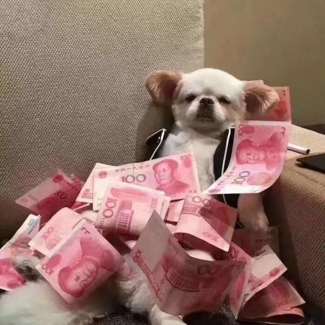 狗狗: “养我之前, 请先确定这6件事, 不然求你别养我! ”
