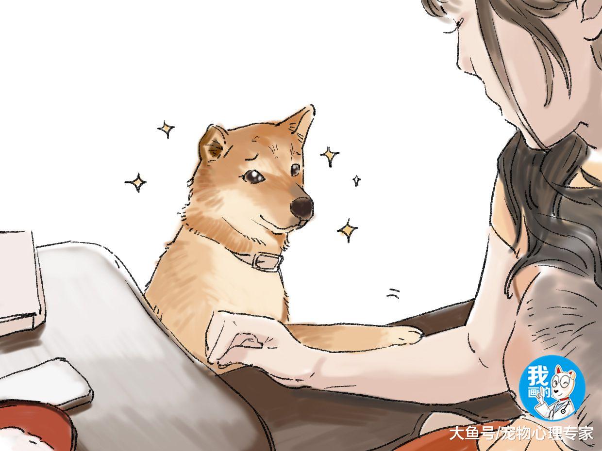 女主人刚抱着小孩，柴犬的反应过于真实：这个家只能有我一个宝宝