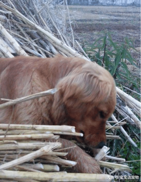 养了6年的金毛突然发疯将主人咬成重伤！主人看到眼前一幕，竟一把抱住金毛哭了