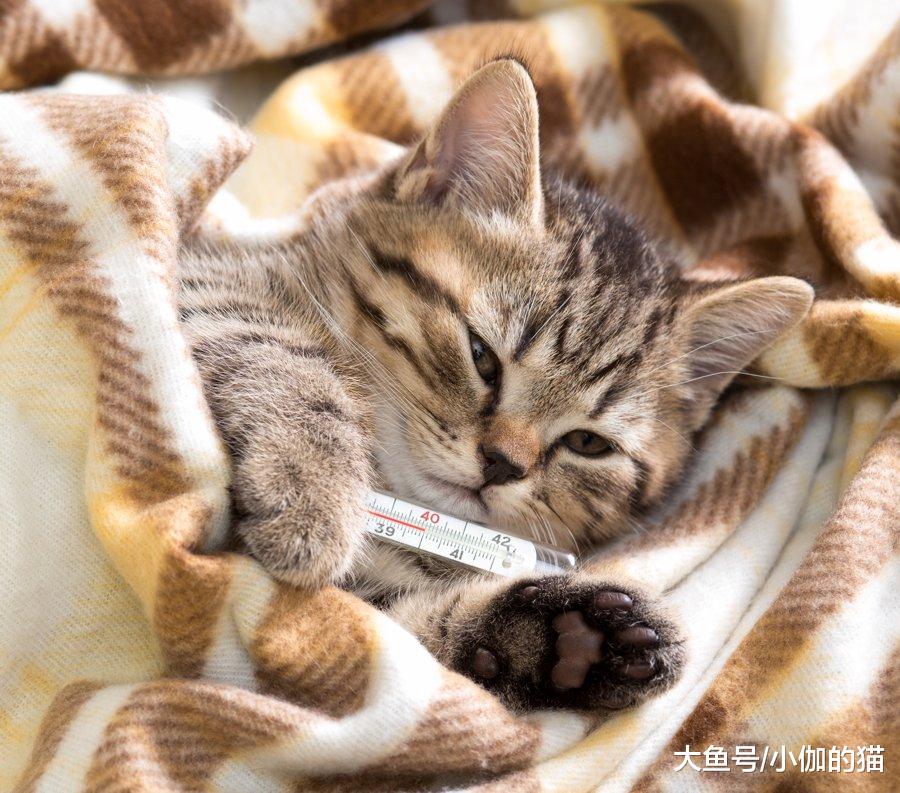 又有人因为猫掉毛弃养，所以养猫前请判断一下：能否接受这些缺点