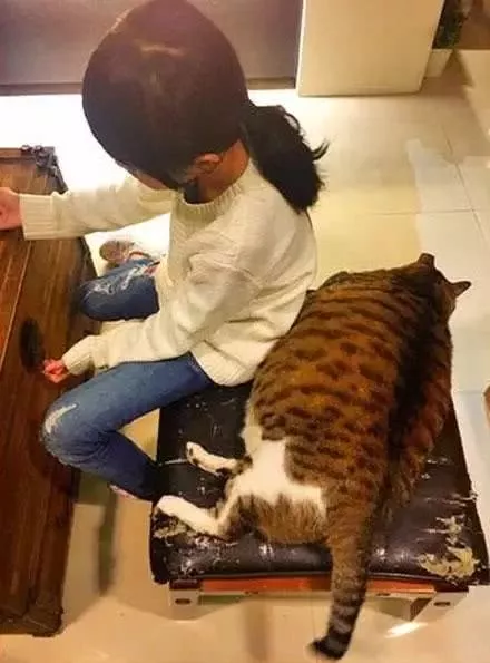 当初兴高采烈领养狸花猫的他们，后悔了：家里橘猫越来越瘦了