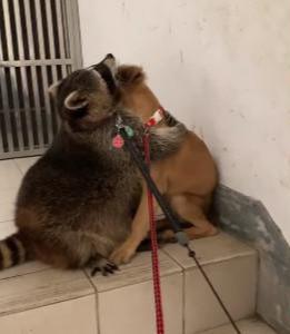 浣熊超爱抱小狗，勒到它舌头都吐出来，压住狗狗不让它挣脱