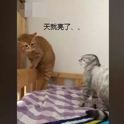 橘猫彻夜未归, 被媳妇发现后逼到角落质问, 主人: 你自求多福吧