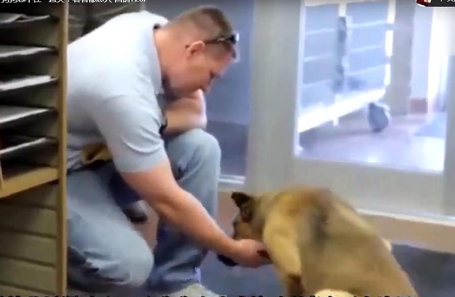 铲屎官离开家7个月 狗狗与主人重逢时忍不住一直哭