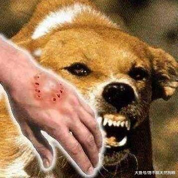 养狗的留意了: 狗狗有这5个信号, 说明它要“攻击”你了!