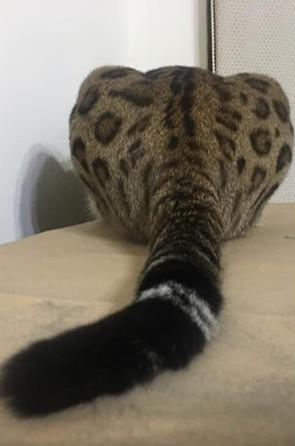 背影凶猛豹纹，下秒被猫咪萌到！动物世界几种豹纹猫咪差别好大