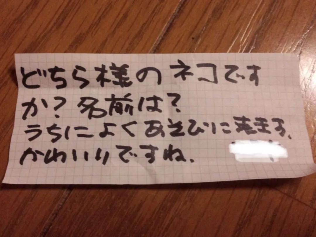 別人的貓已經會幫人相親了，而我還是檸檬精！