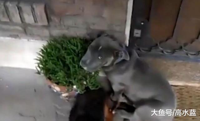 别看斗牛犬那么彪悍，犯错挨骂一样很娇羞