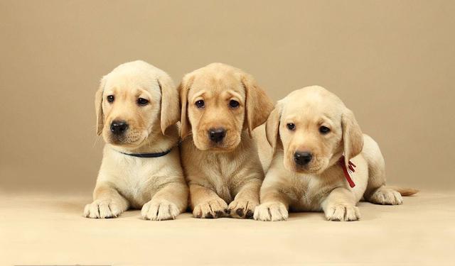 英国研究表明, 现代环境中的化学物质, 影响了公犬的生育能力