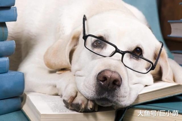 大脑袋就比小脑袋聪明？所以大狗就比小狗聪明？