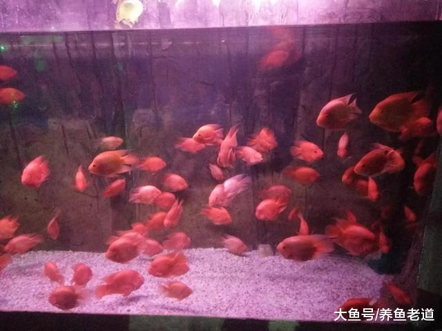 这种观赏鱼药物用量的实验是否可行，我们还有没有更好的办法？