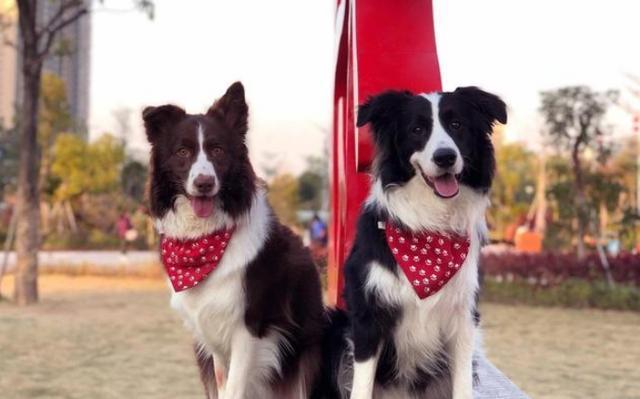 邊境牧羊犬，當不了警犬的5大原因，過于聰明是其中之一！