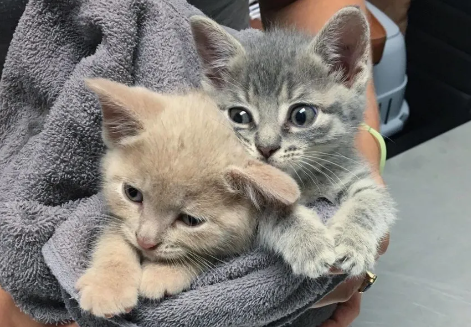 流浪街头的猫咪兄弟，获救之后，紧紧抱住对方不愿分离