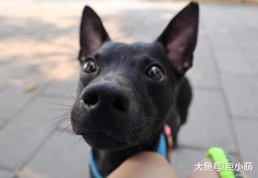 未满一岁就是摔断了腿，因此惨遭主人遗弃，但依然乐观奔跑寻新家