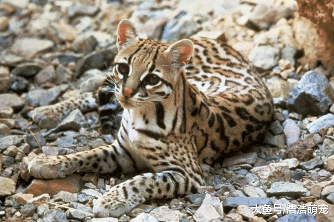 盘点非常危险的5种猫，狮子猫上榜，第五种无人敢惹