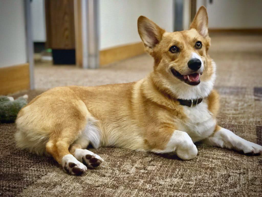 春節特輯：去親戚家拜訪，遇到咬人惡犬該怎么辦