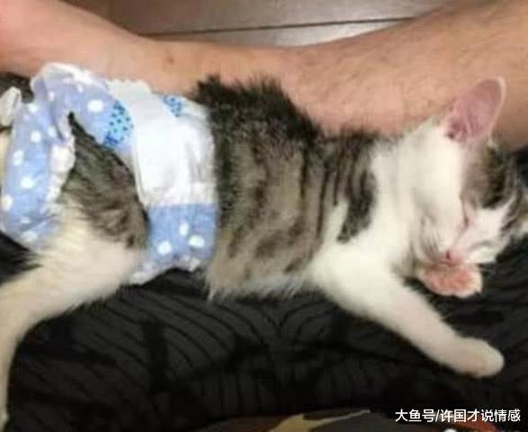 不愿给猫咪做绝育手术，主人用这么奇葩的方法解决，喵：我选绝育