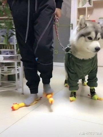 听说养狗时间越长，狗和主人会越来越像，还会带给主人沙雕气质