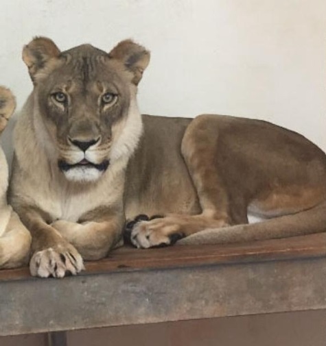 长鬃毛是雄狮的专利？极少数雌狮也能长出浓密的鬃毛