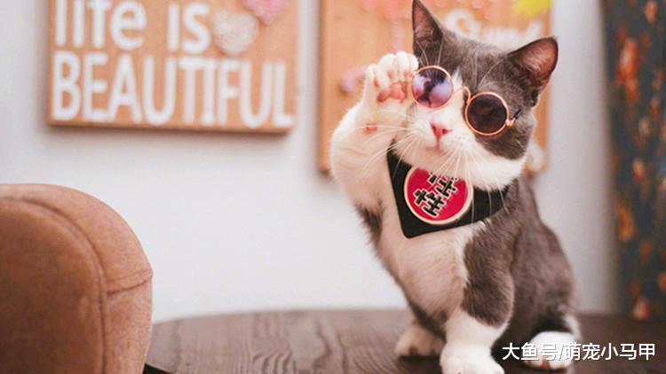 怎样才算养好猫咪，看看有没有这些问题