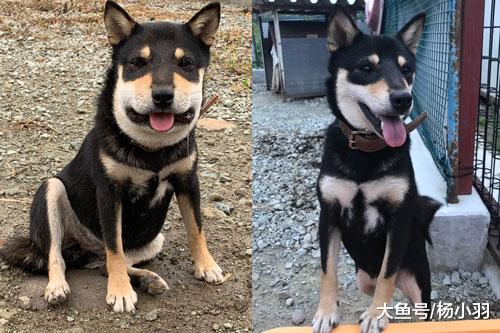 柴犬出去一趟尖脸变方脸，哈喇子流好长，主人看懵“谁家的狗？”