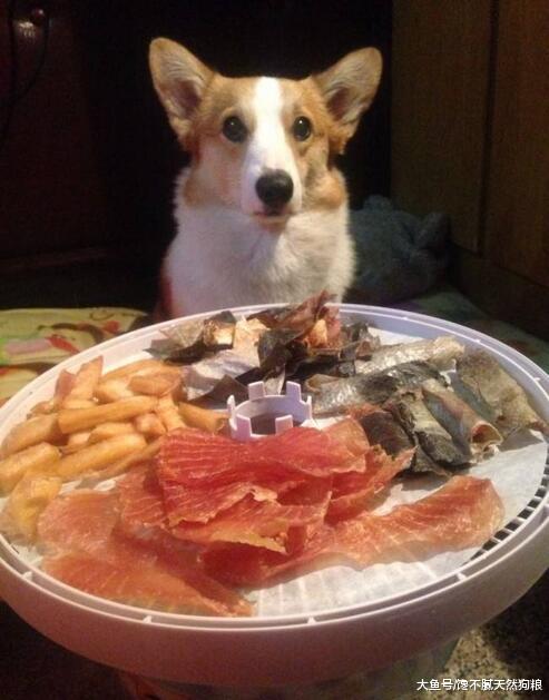 造成柯基犬“便便软臭”的原因，你还不知道吧