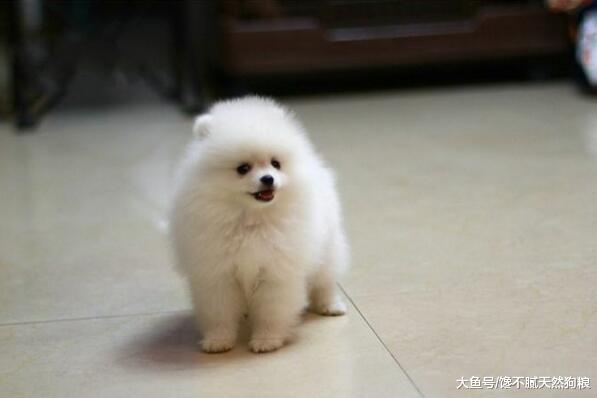 如果你是新手，那么养博美犬，千万不要养母的！