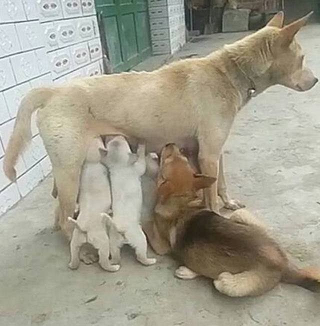 狗妈妈正在喂孩子喂奶，突然感觉不对劲，低头一看却无言以对！