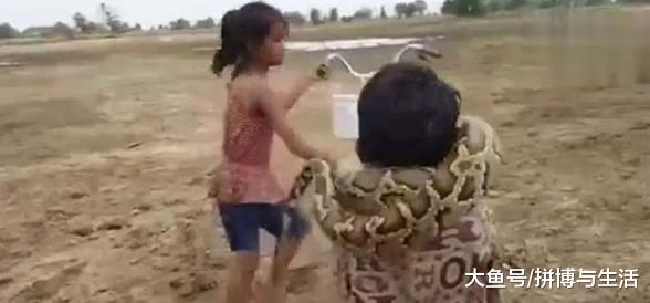 姐弟俩外出捕蛇，弟弟被蟒蛇缠身，姐姐的行为被千万网友点赞