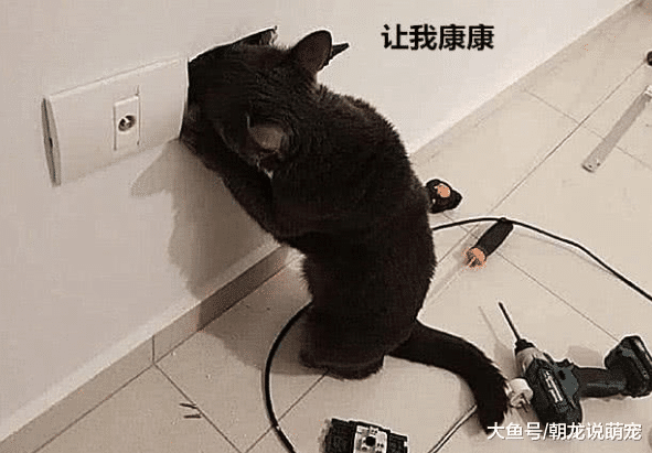 猫咪玩电插座最终送进医院，当医生看到后笑说：你这精致的发型很帅