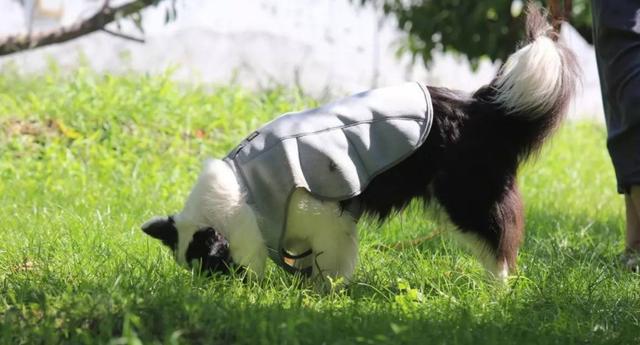 狗狗乱嗅存在三点弊端，铲屎官若不训练拒食，爱犬难免受伤害