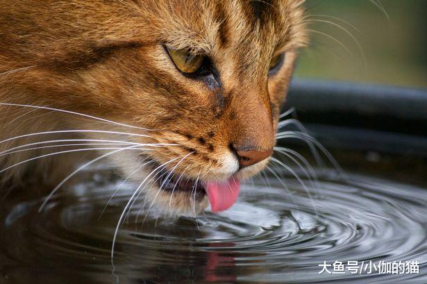 猫咪直接喝自来水，会影响健康，不妨给水前多做一步